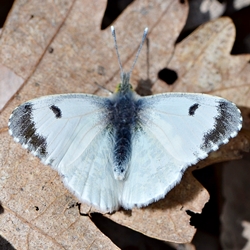 Anthocharis cardamines